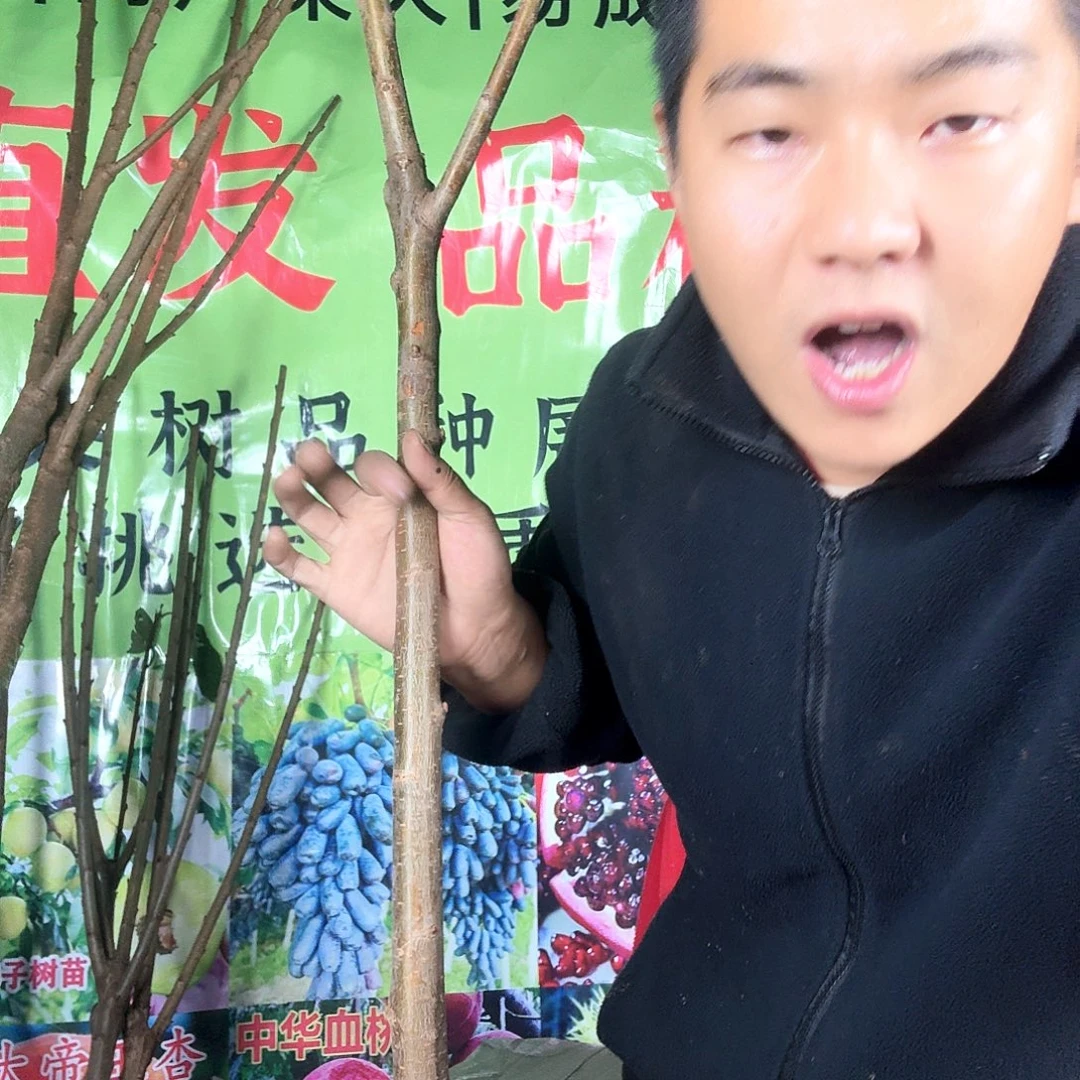 一物一拍车厘子苗苗