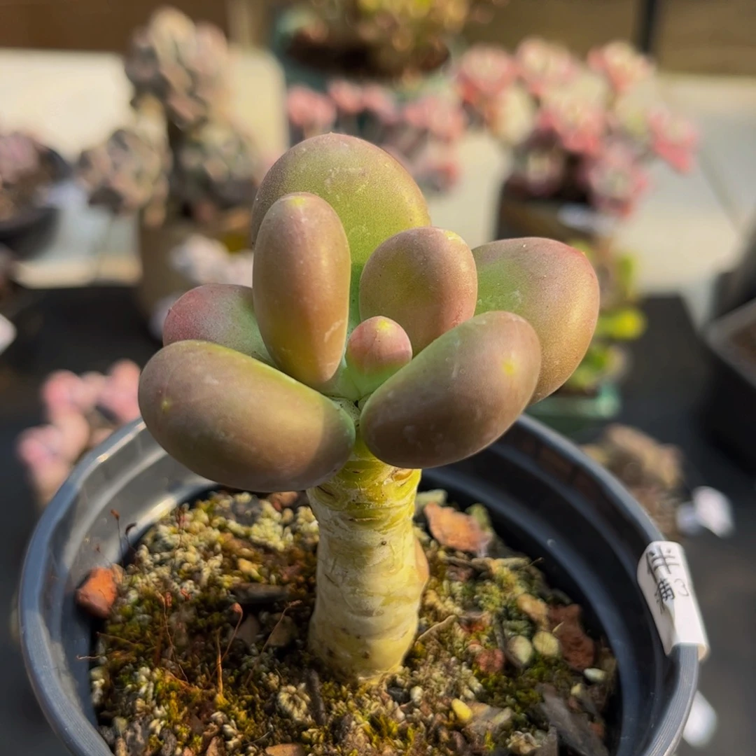 718/5cm芒果奶多肉植物