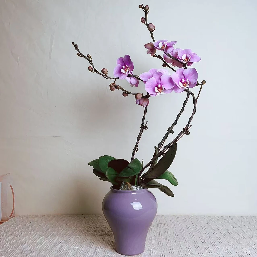 国华优选【安娜】蝴蝶兰轻奢绿植花卉艺术高级盆栽植株很好养