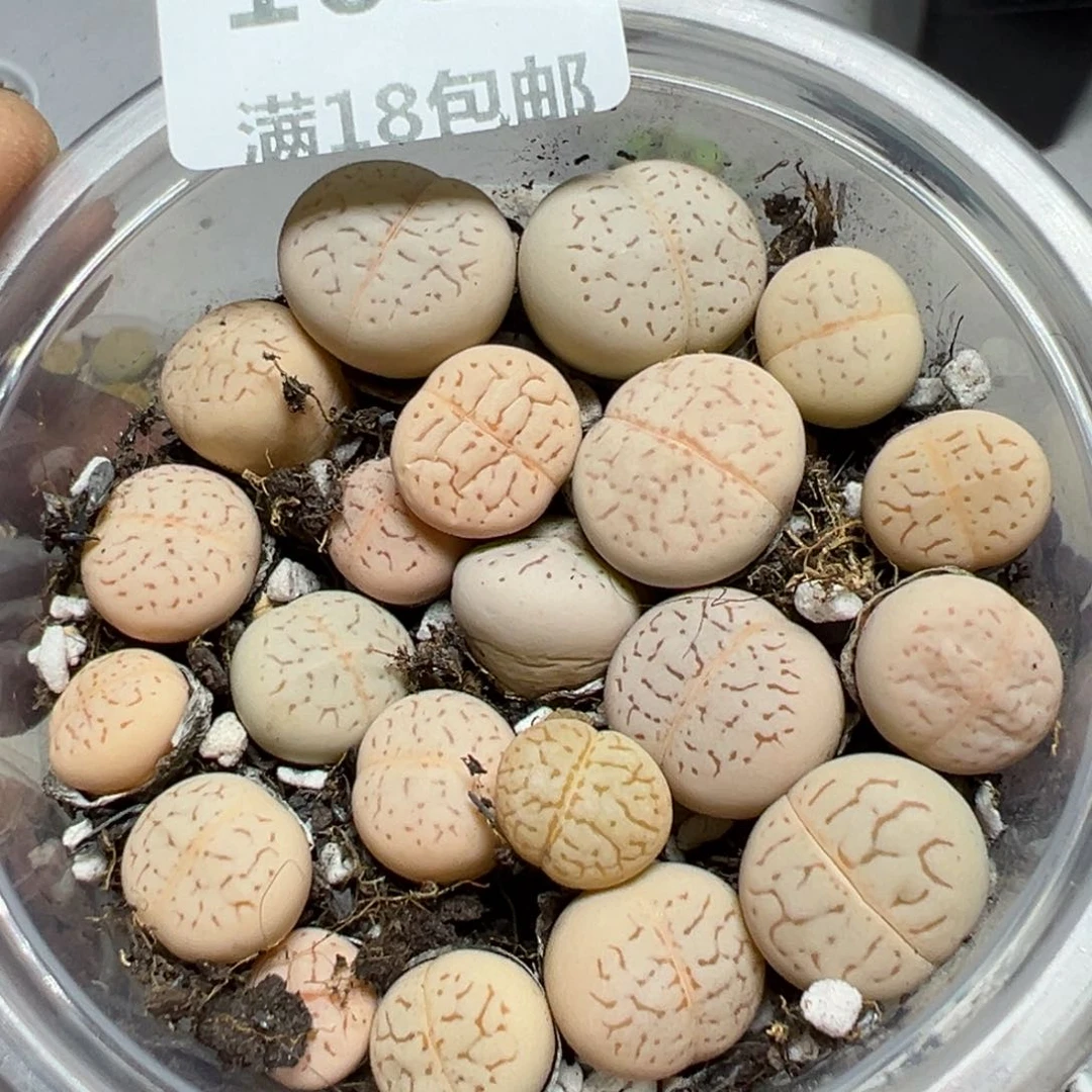 【闪购商品】 1088。