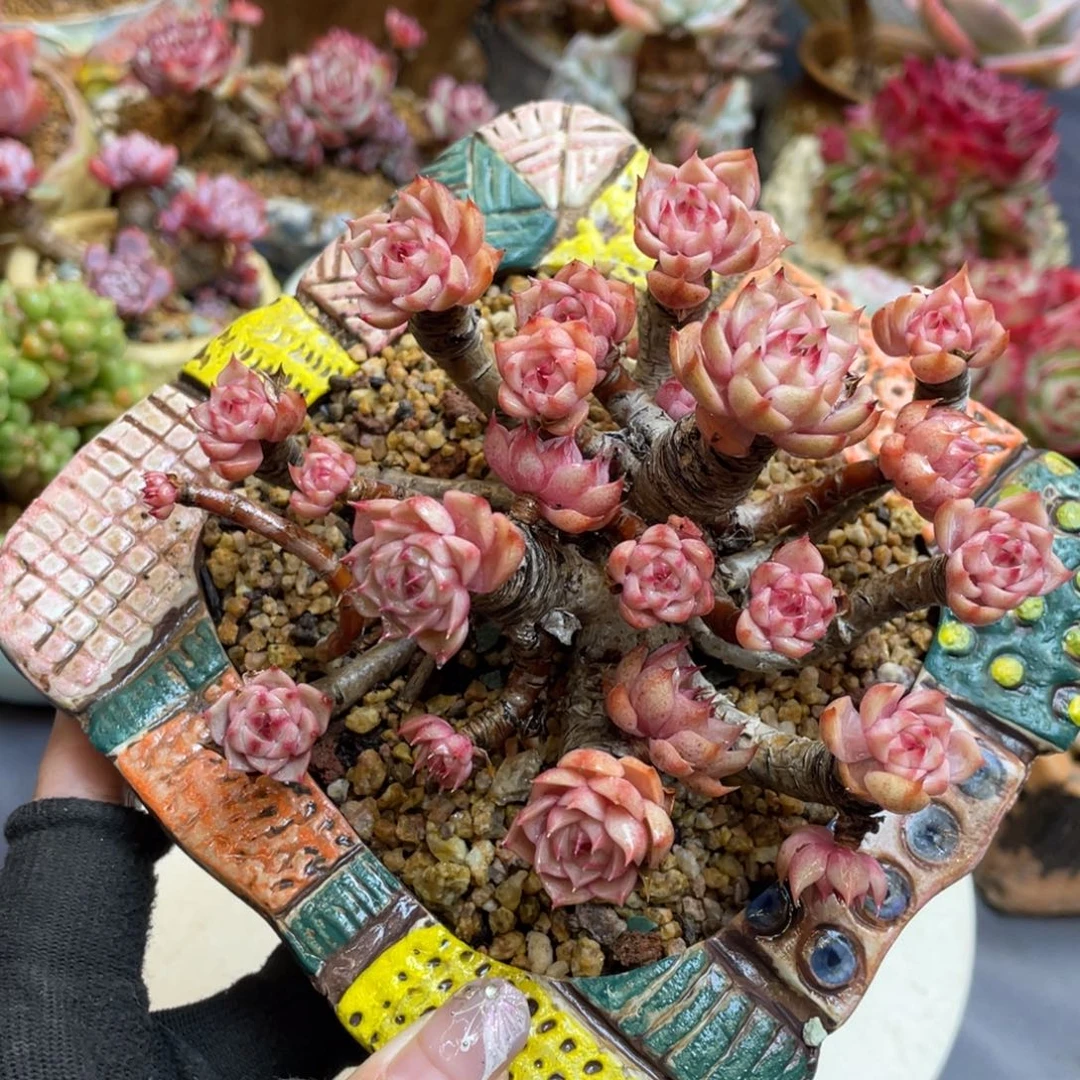 黄金本巴蒂斯老桩