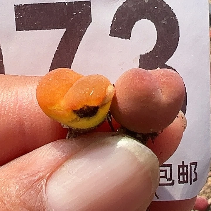 无花朵晴***?073号2颗吕毛