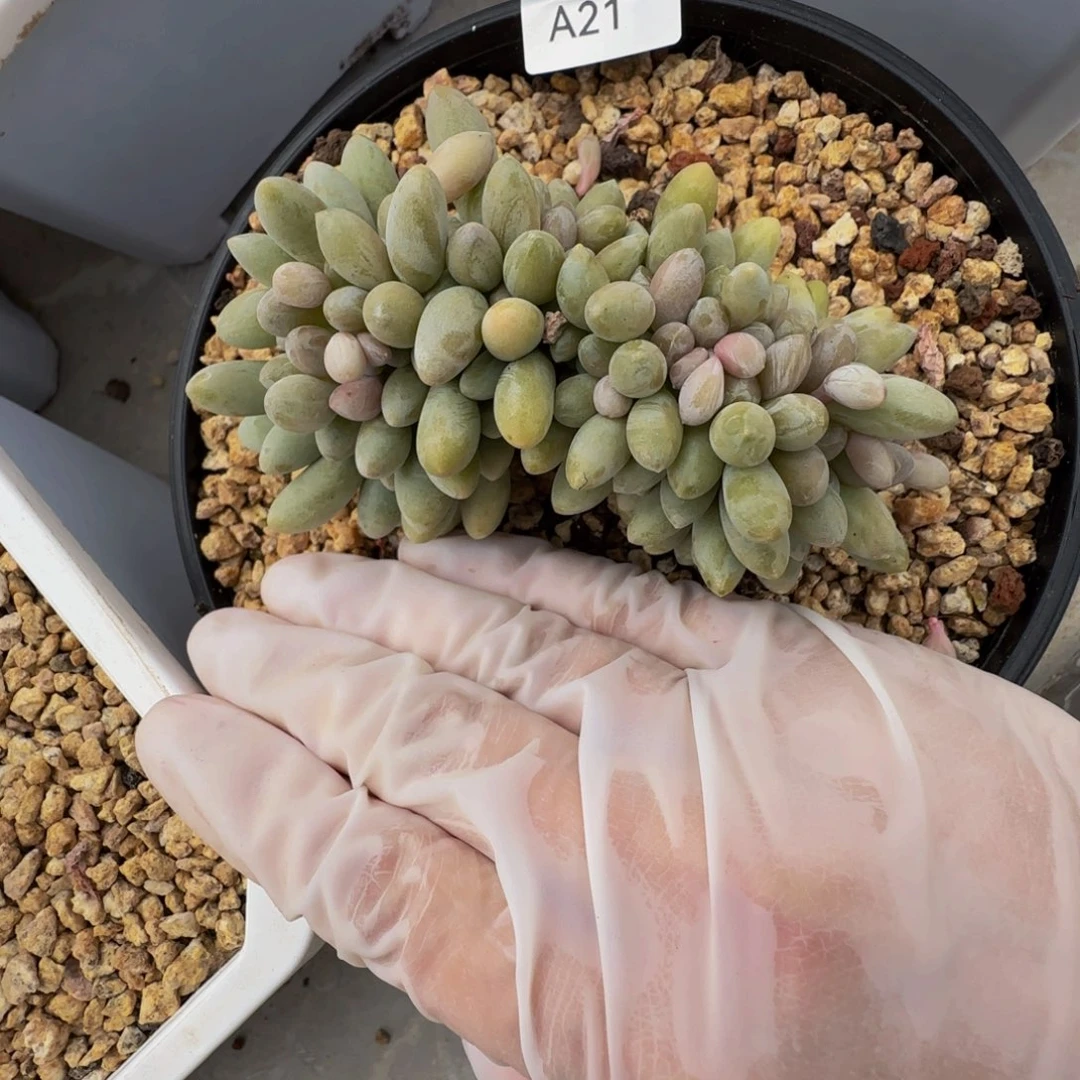 a a a a a a a a a a 21