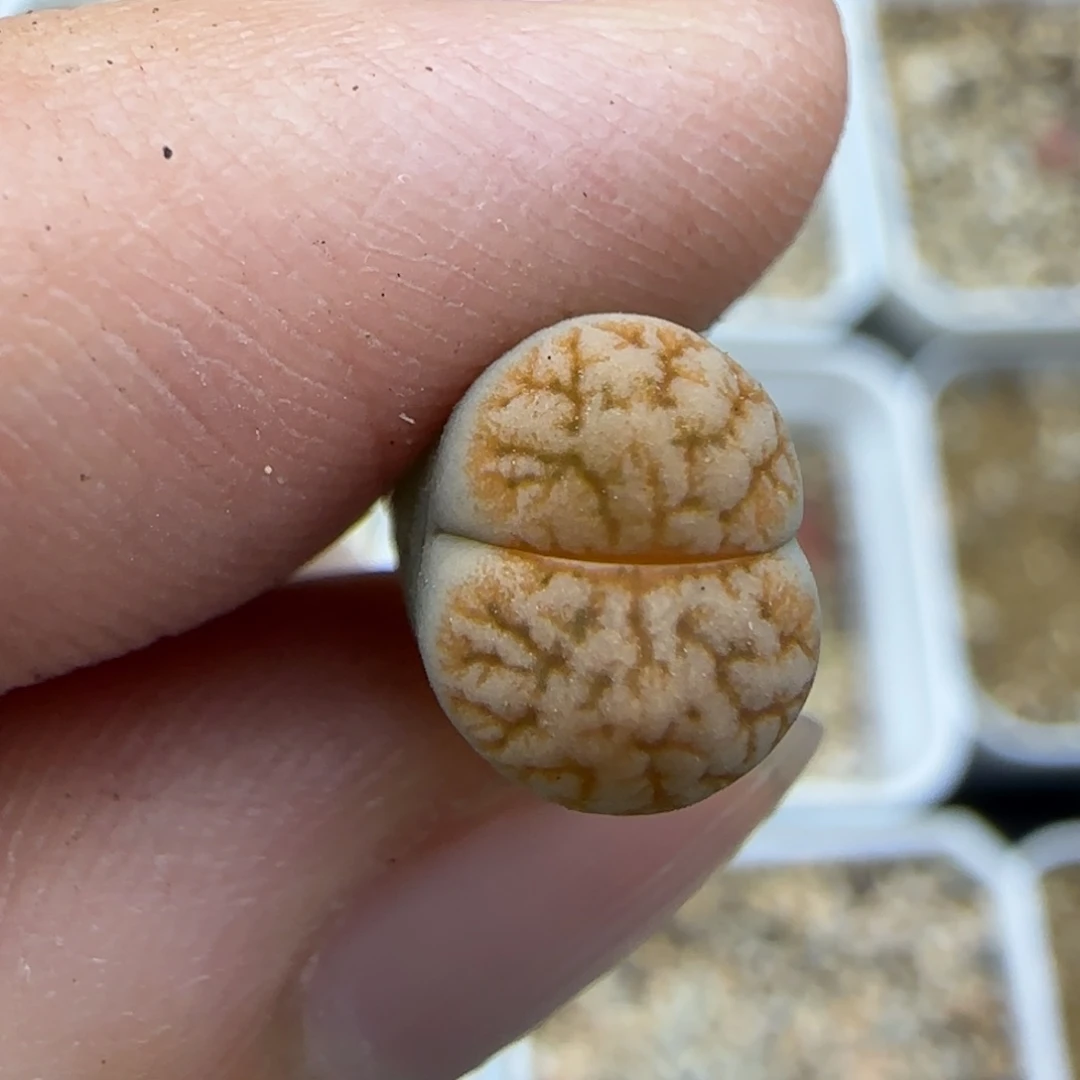 216 生石花大棚直播