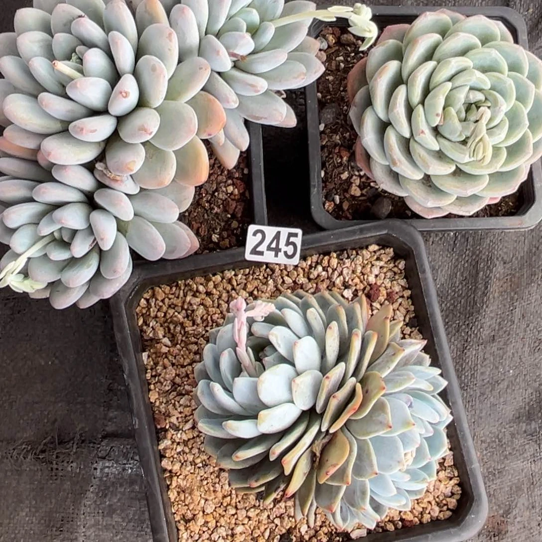 三颗一组多肉植物245