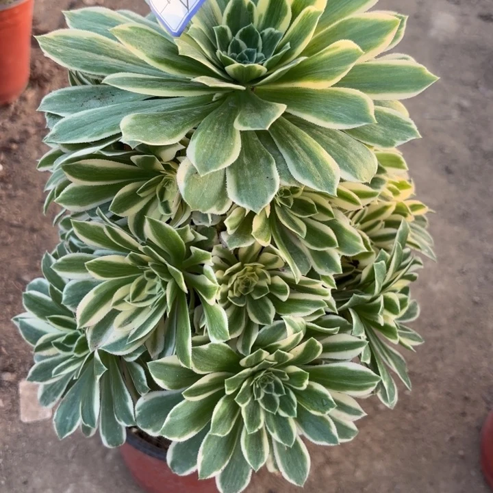 颜宁多肉断枝不包8