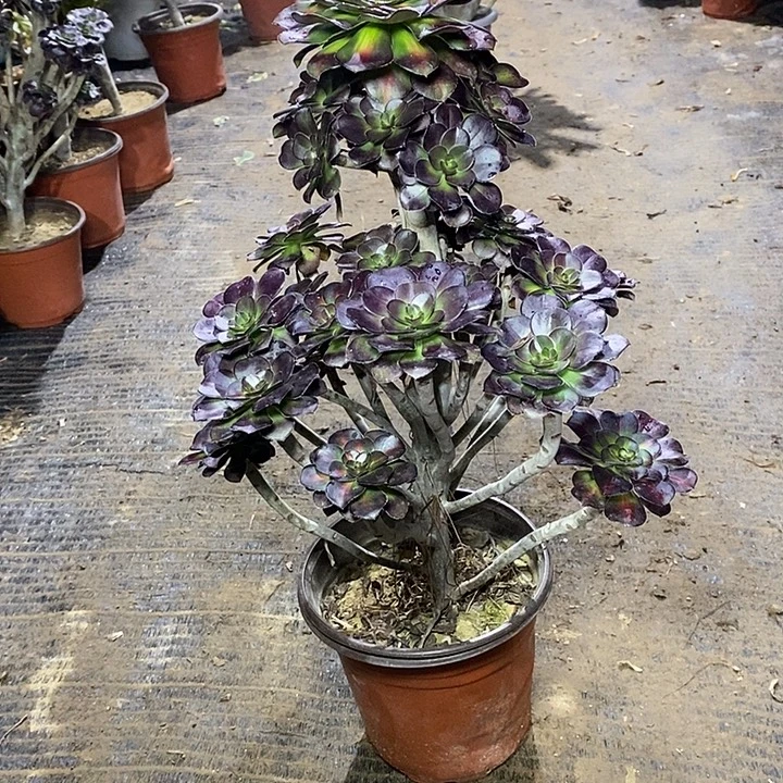 42，晚霞13578899900