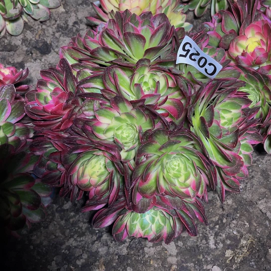 粉体海王26–21包邮