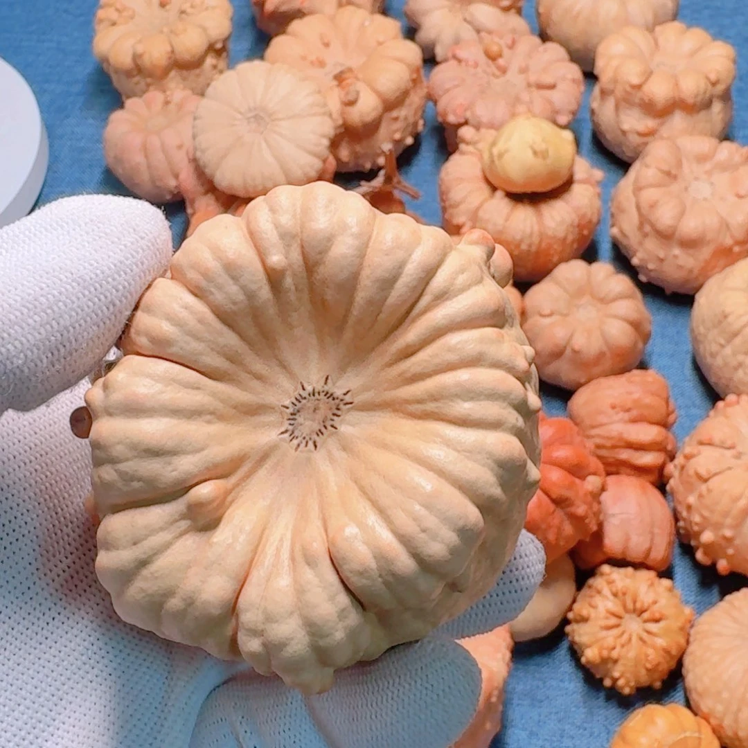 龙***葫芦墨西哥七彩疙瘩葫芦
