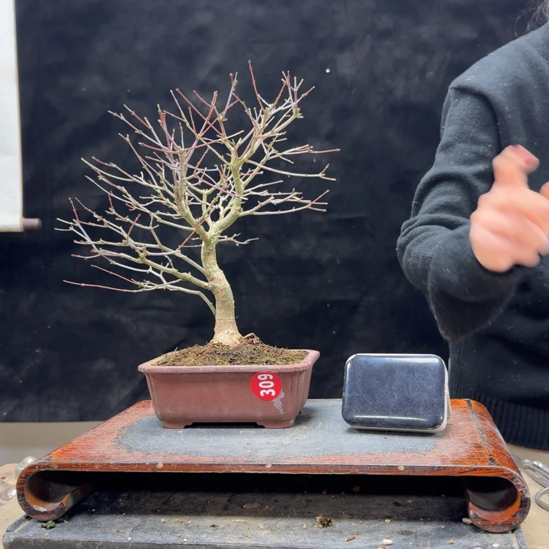 盆景顺丰到付不包邮呆*309