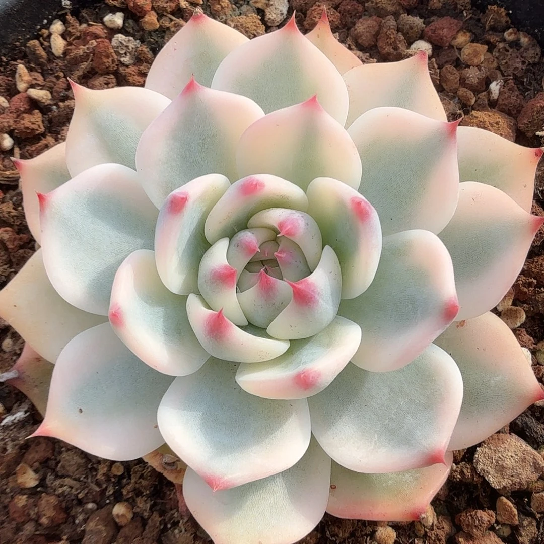 吉娃娃锦，多肉植物。