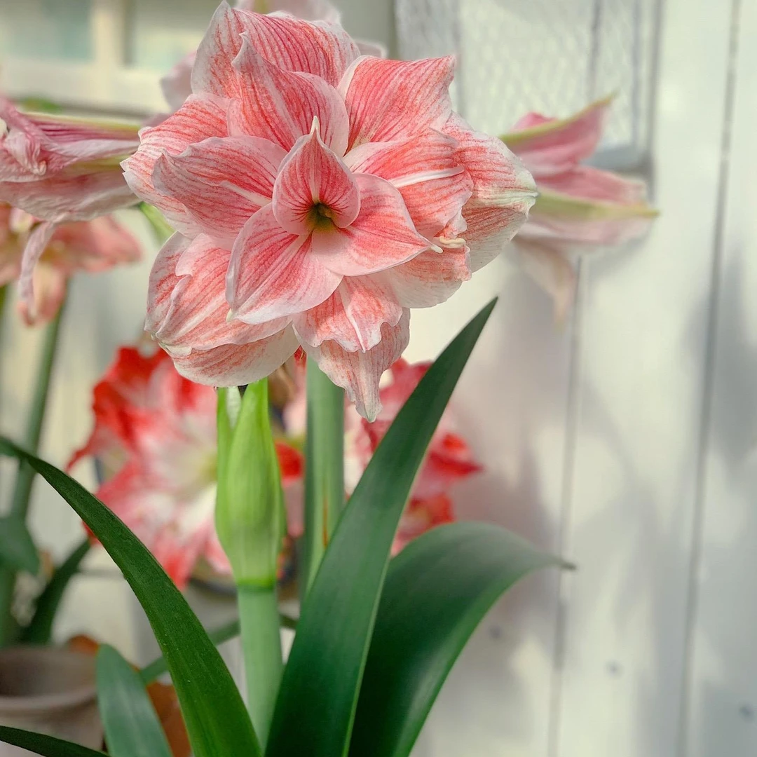 南非【初恋】包对版自然球多年生基地直发送肥料