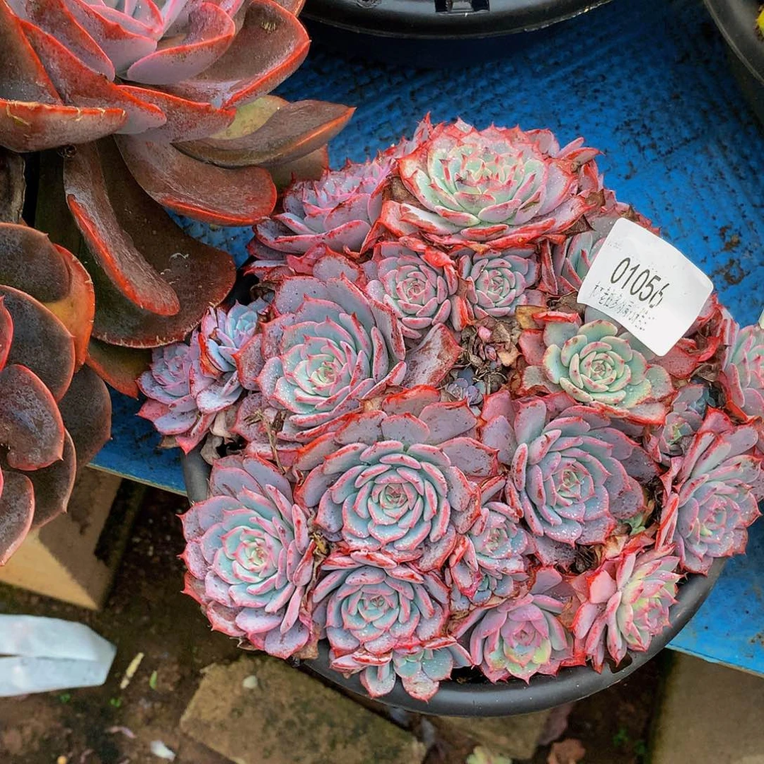 吉***吉       劳伦斯多肉01056