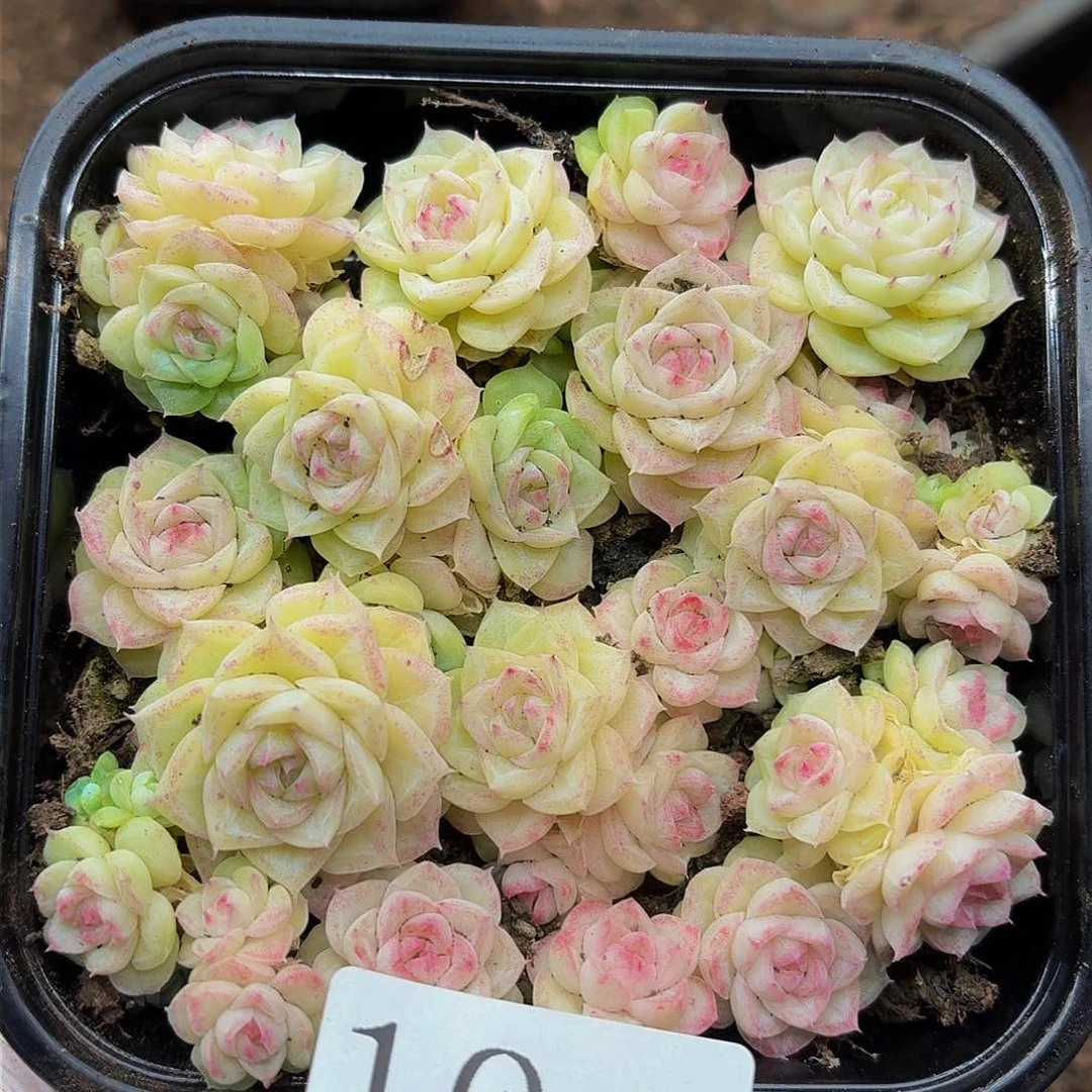 多肉植物多肉植物10