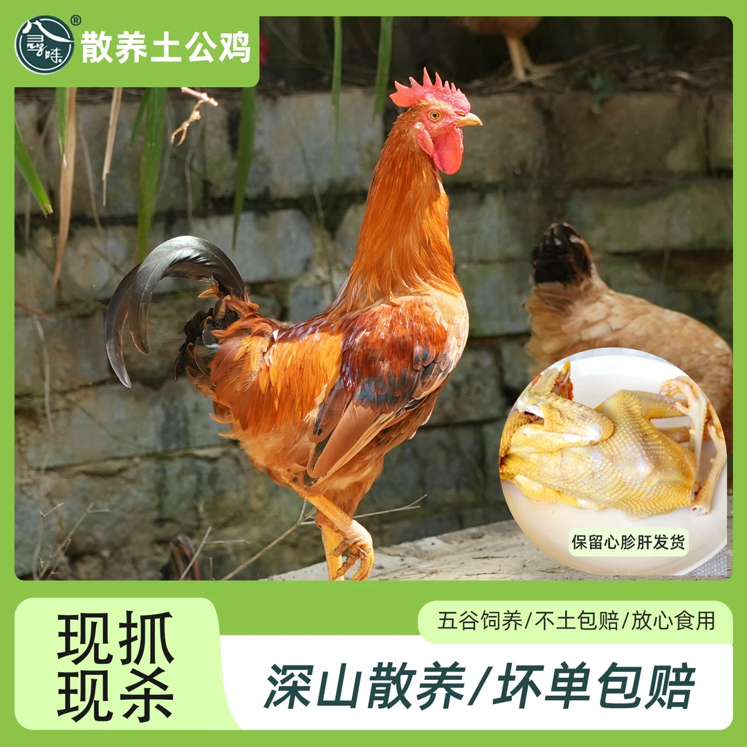 [皖南土鸡正宗童子鸡两只] 原生态散养仔公鸡1.3-1.8斤/只