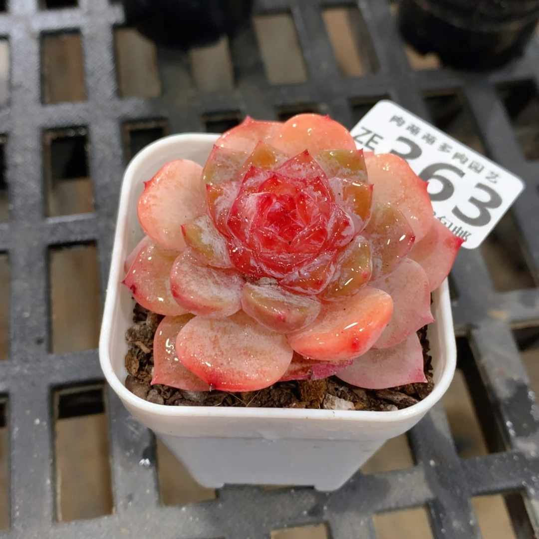 肉萌萌拇指盆精控多肉ZE363