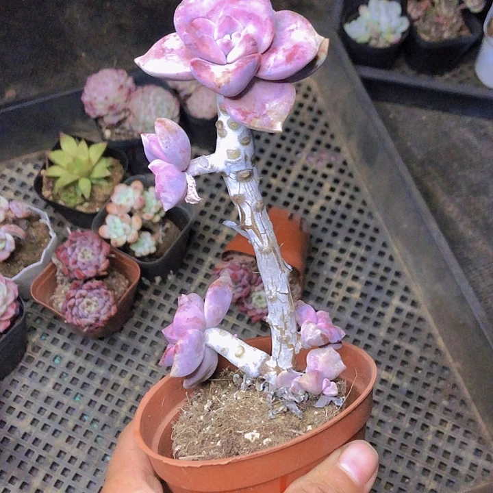 婉***惹婉儿多肉。山东潍坊