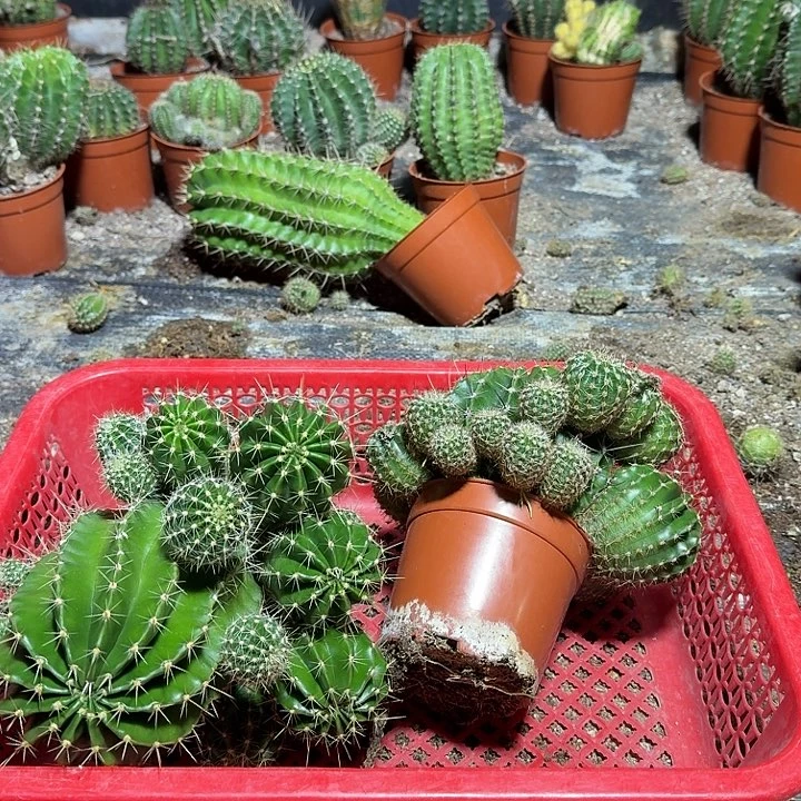 吾****无花朵彩草哈哈哈哈哈哈