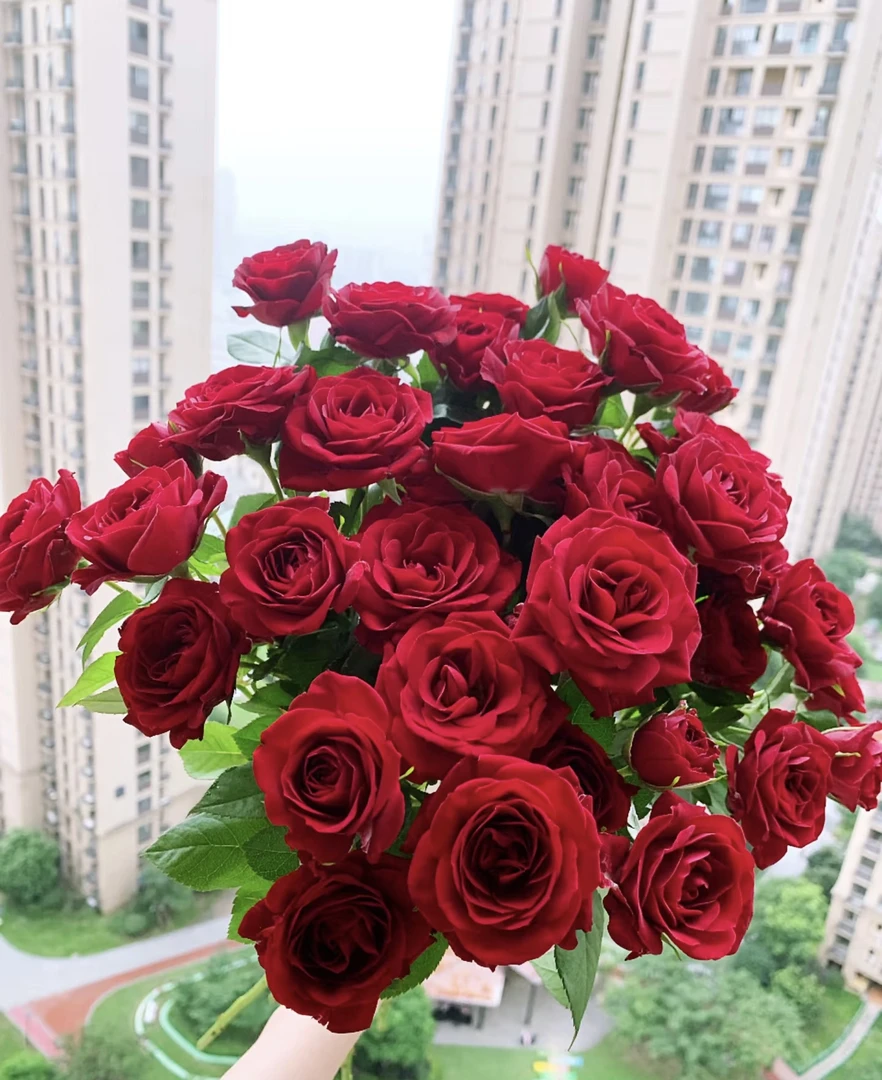 红新娘月季——1加仑盆 带盆带花苞发货 红色大花皮实好养四季开