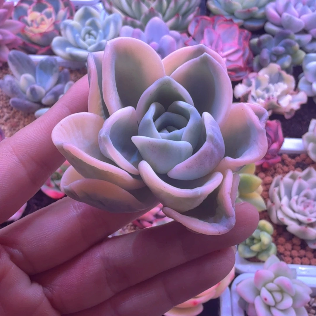 福利美尻锦 多肉植物