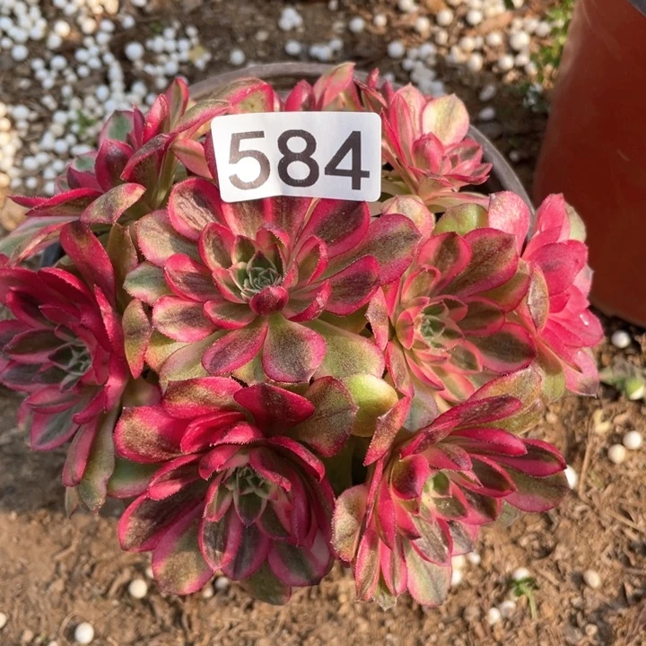 584多肉植物倾城