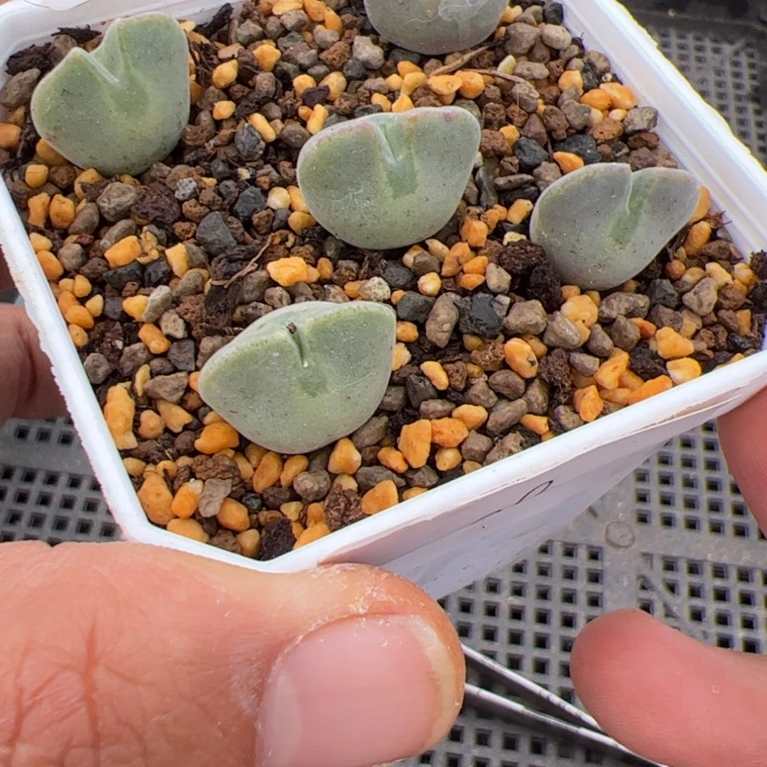 ˗***˗11.5大眼睛多肉植物199