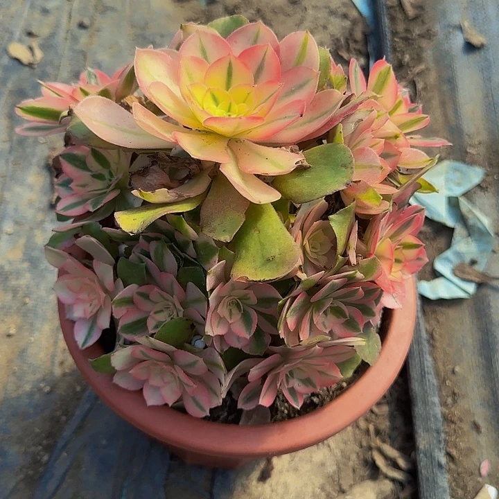 用****5香妃捧花亏本福利25