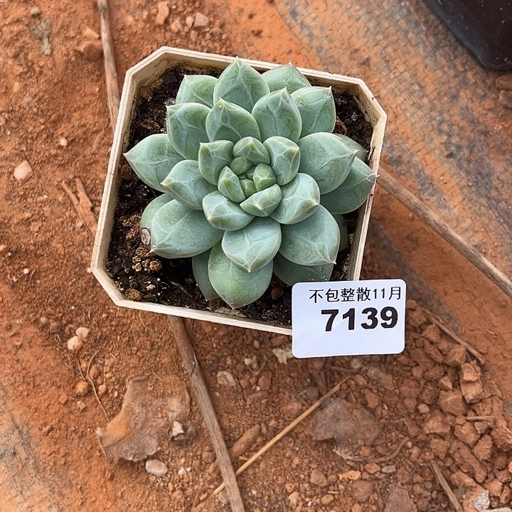 阿雅园艺。         7139