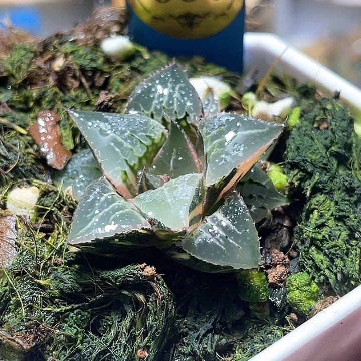 680酒吞锦特选福利