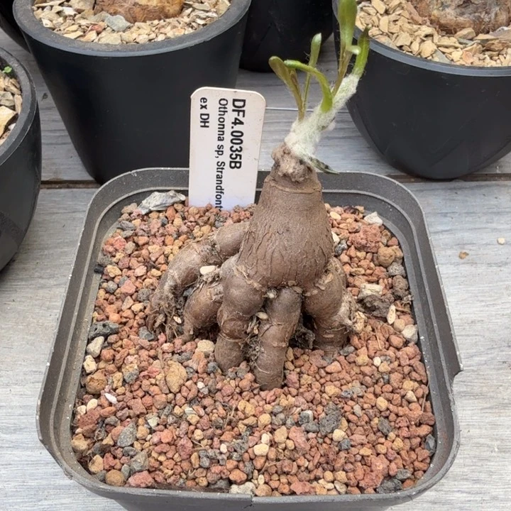 海星厚墩菊(满28包邮)