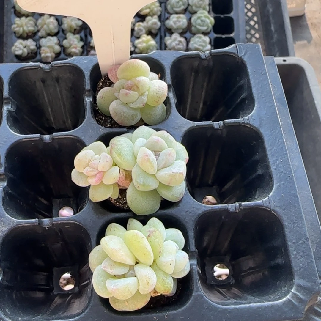 102琥珀石化3颗哈哈哈