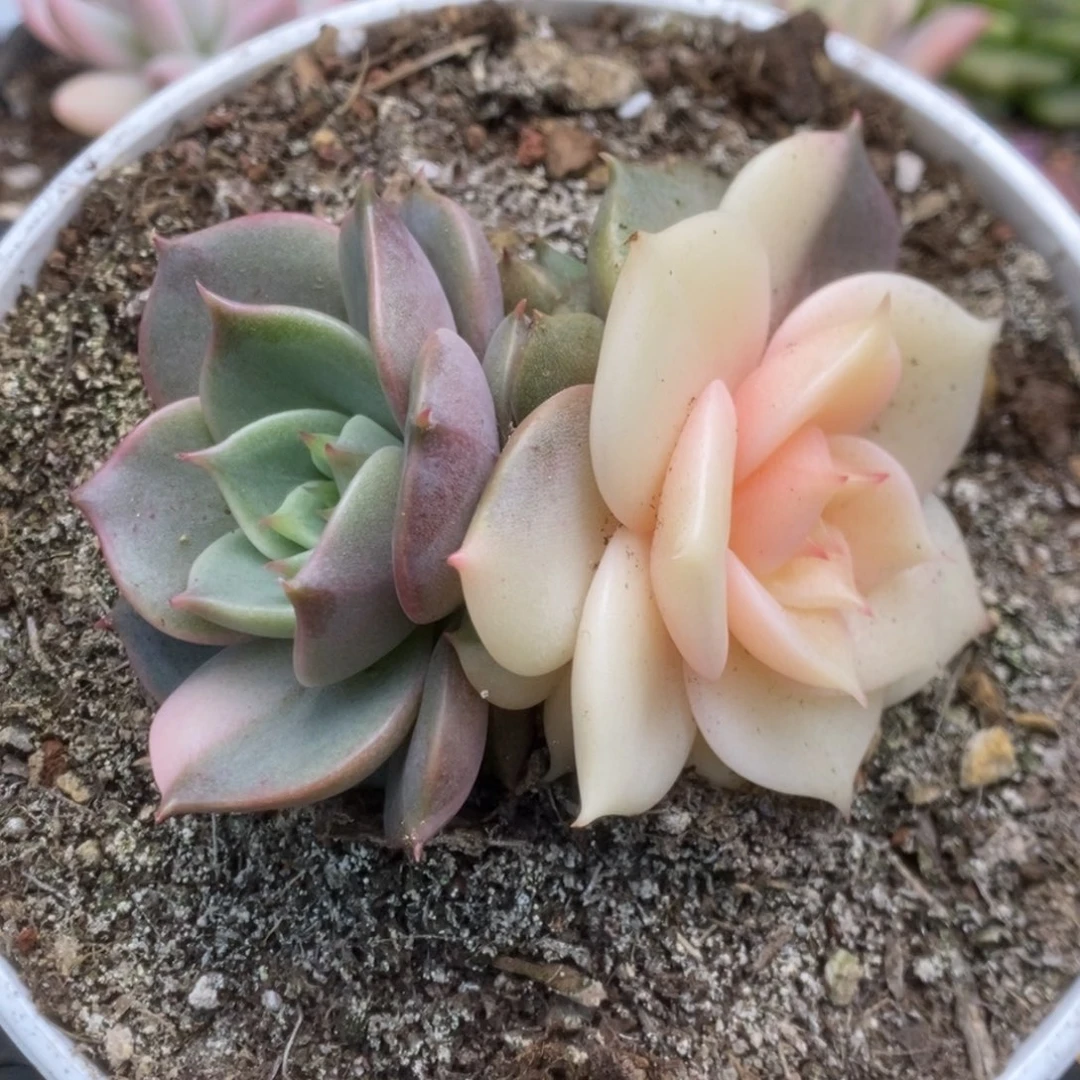 084贝加尔湖锦锦锦锦锦锦