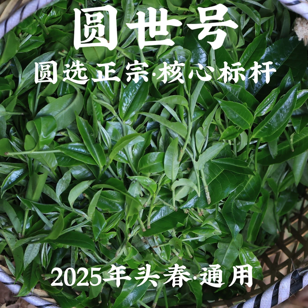 核心铜箐河特大单株2025年头春生茶