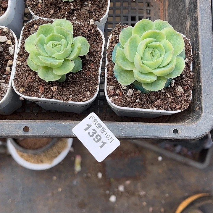 阿雅园艺。       1391虾饺两颗