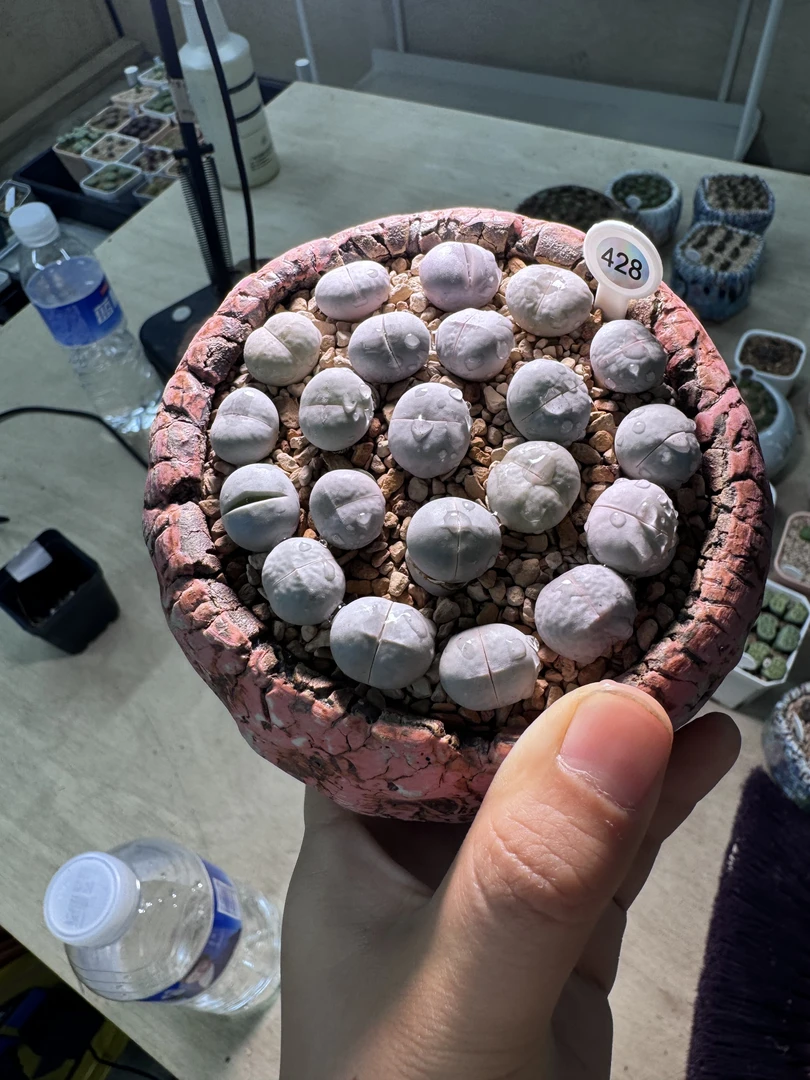 428多肉植物生石花高尔夫一颗