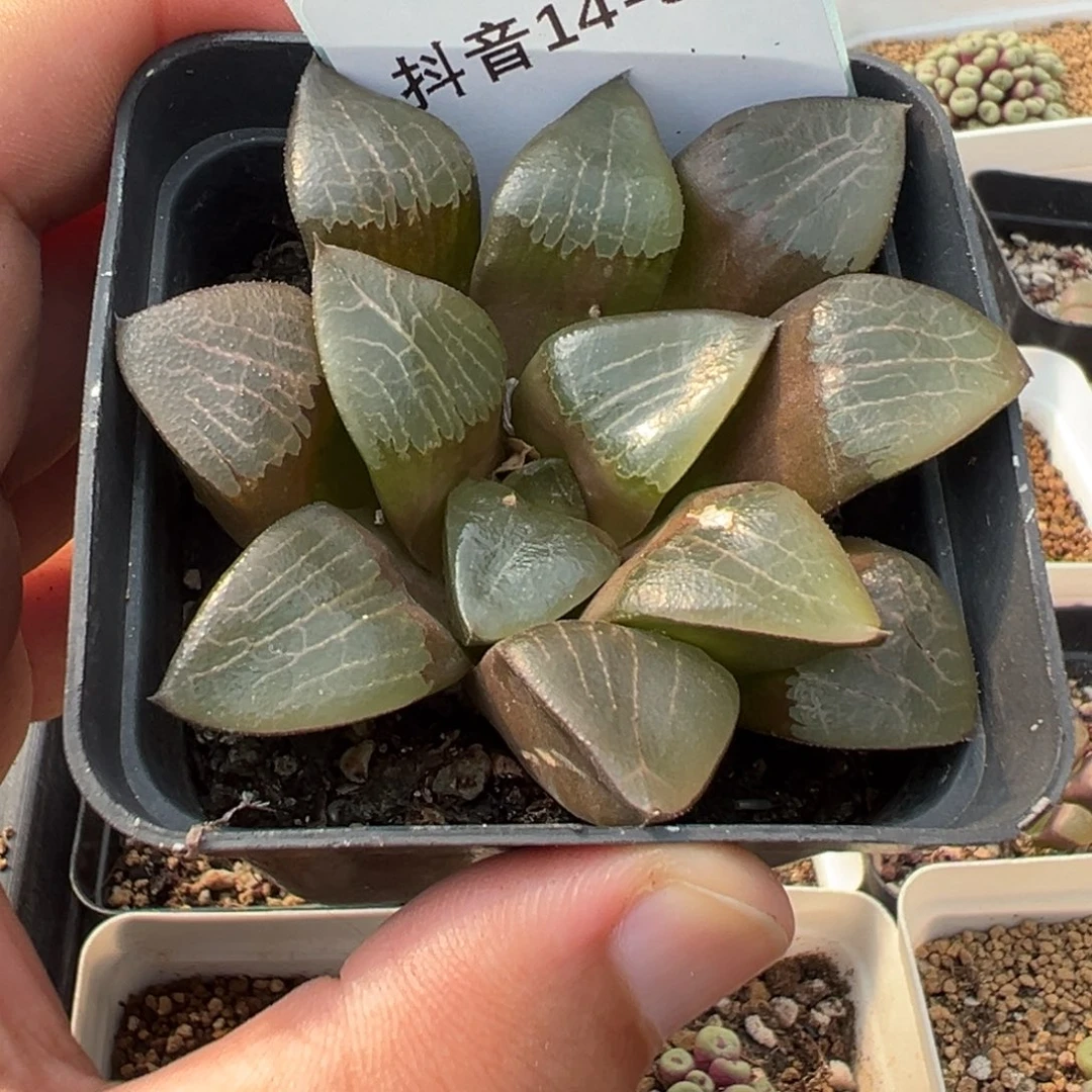 乐*哈14-99肉锥多肉植物，