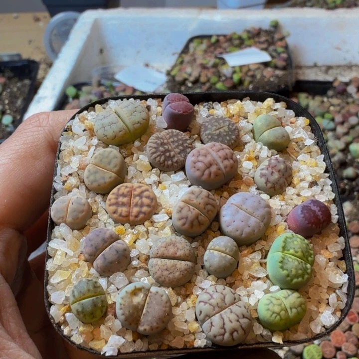 T*多肉葡萄的季节来55