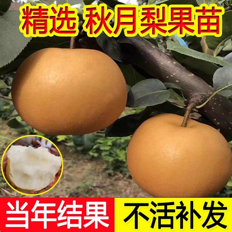 秋月梨树苗晚秋黄梨苗南北方种植当年结果梨子树苖