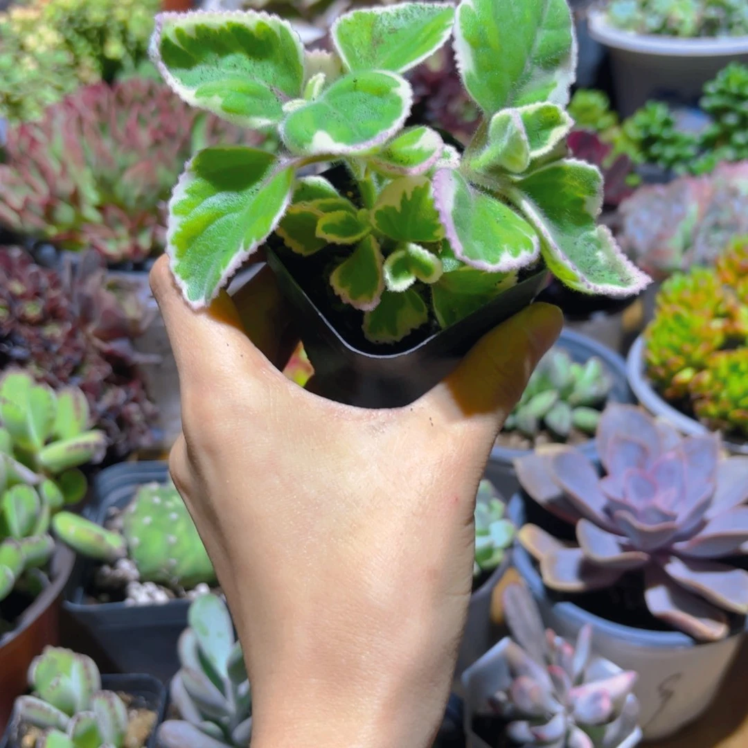 香妃新疆包邮6cm！