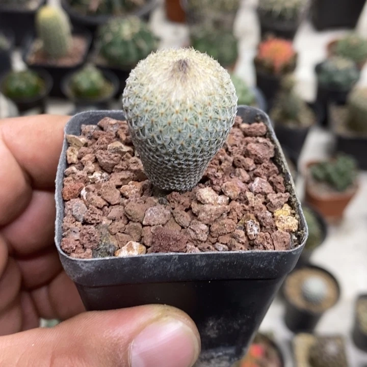 实生也世界特价福利