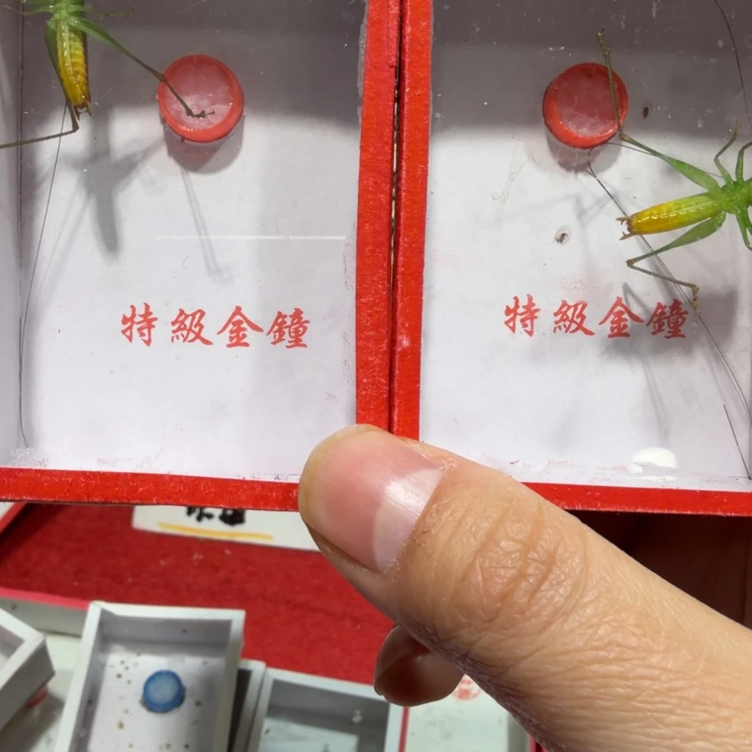 蟋蟀长须一条断须一条