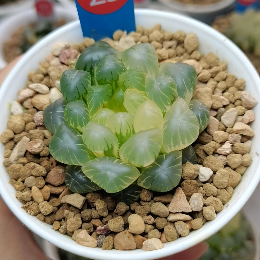 23号实生玉露锦一物一拍带盆土发货