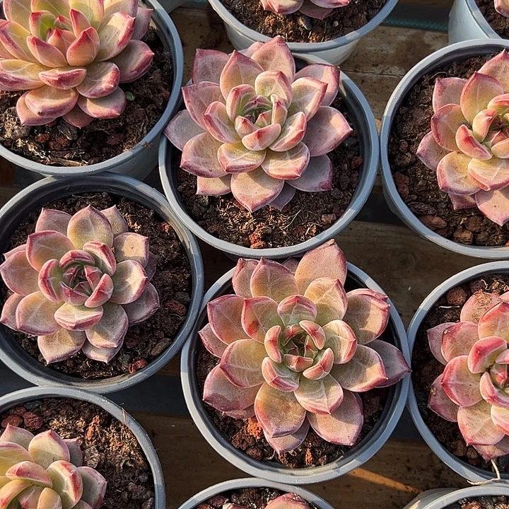 夜魔侠    福利多多