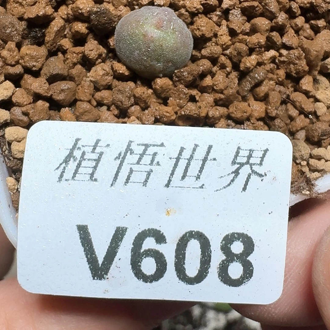 608盒多肉植物哇fv