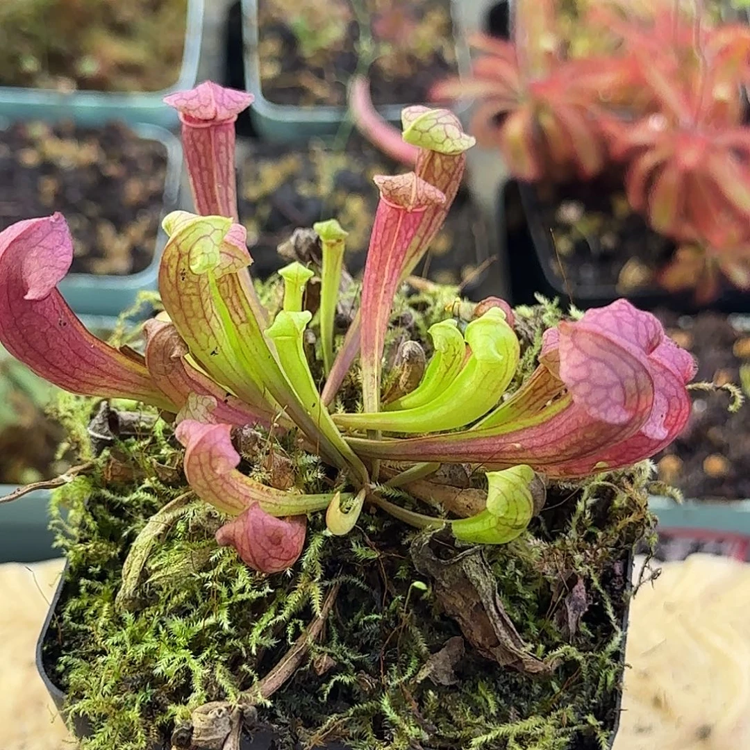 完全开放菲奥娜瓶子草