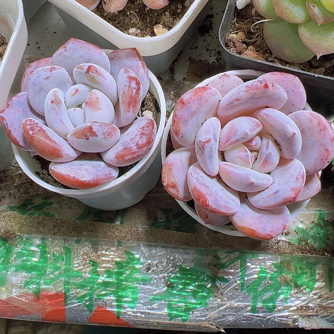 雪茶2盆19包邮多肉