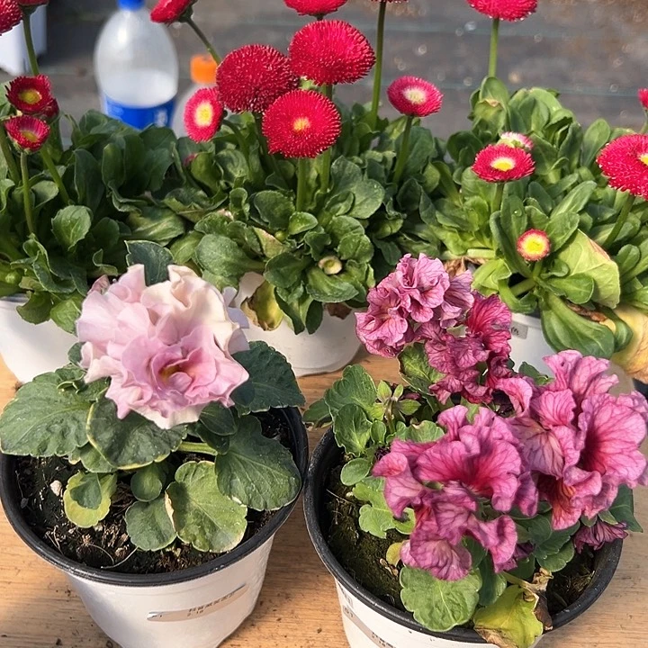 红陶抖音直播闪拍51