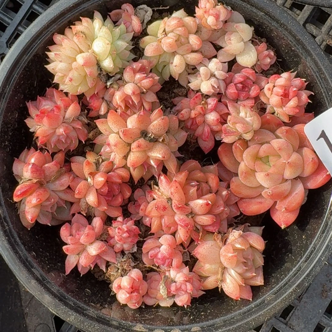 多肉植物多肉植物114