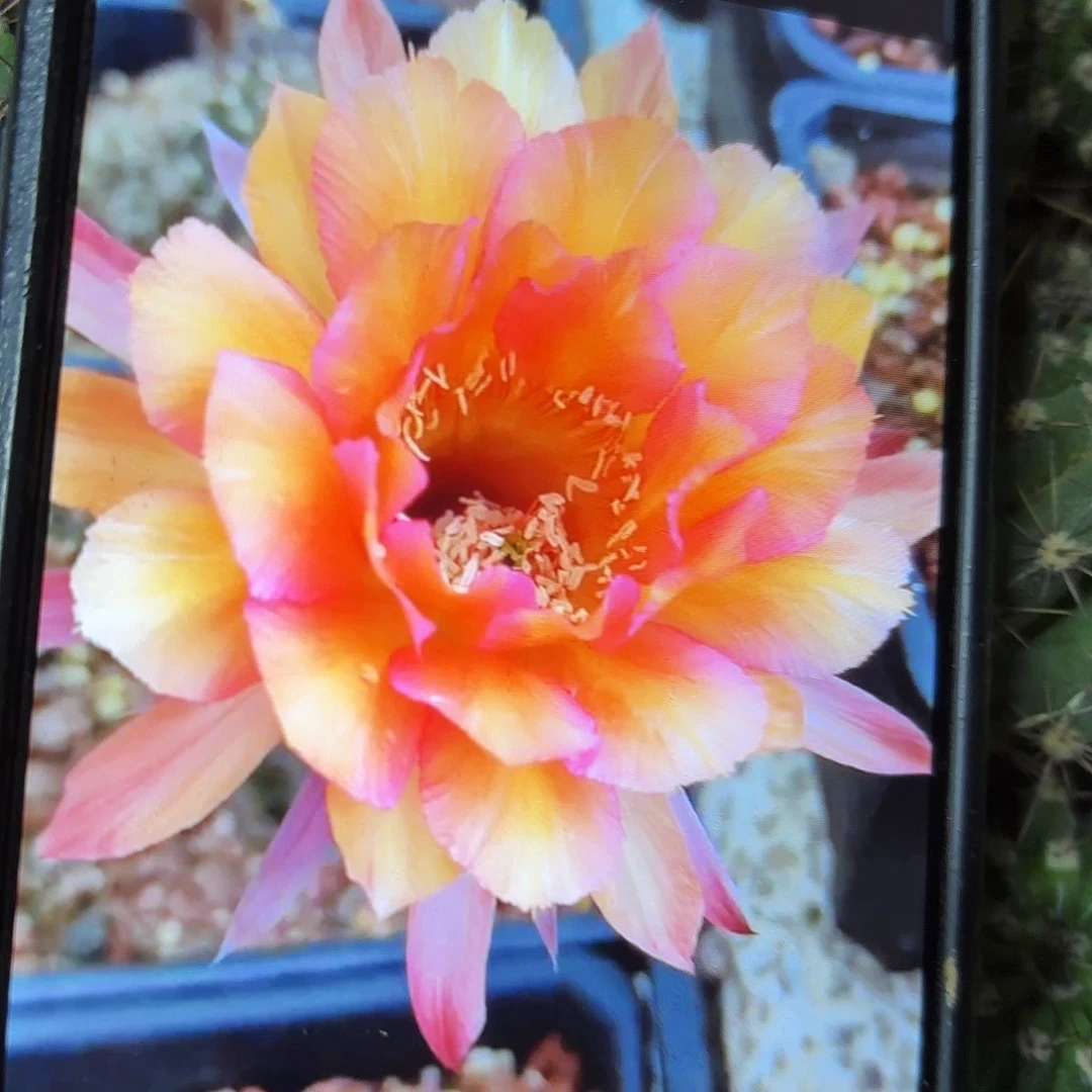 财神彩侧牙20包邮仙人球1