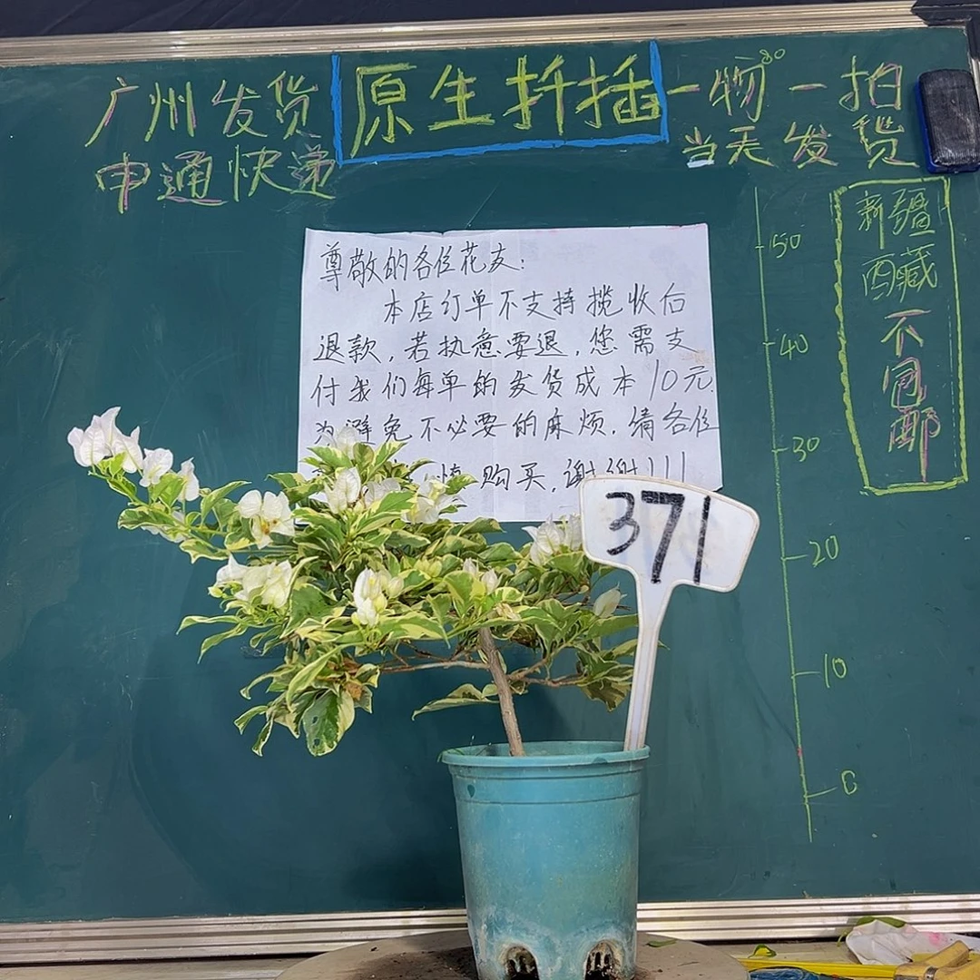 当前无花栽培后可以开花银边白371
